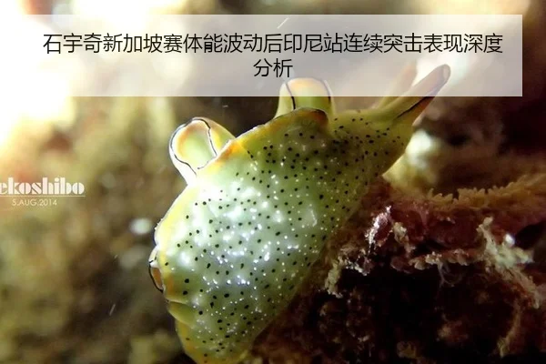 石宇奇新加坡赛体能波动后印尼站连续突击表现深度分析